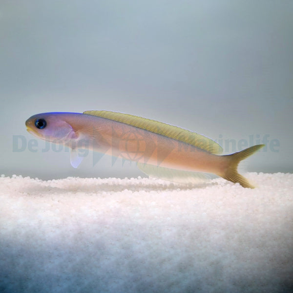 Hoplolatilus cuniculus