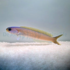 Hoplolatilus cuniculus