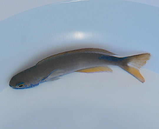 Hoplolatilus fronticinctus