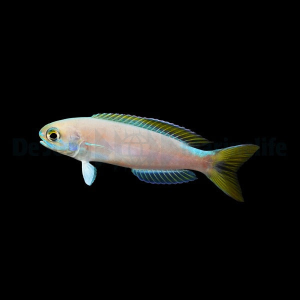 Hoplolatilus fronticinctus