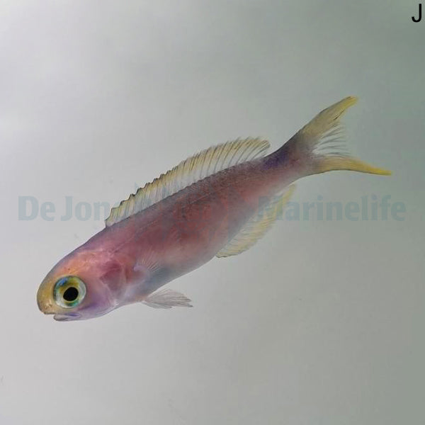 Hoplolatilus fronticinctus