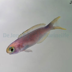 Hoplolatilus fronticinctus