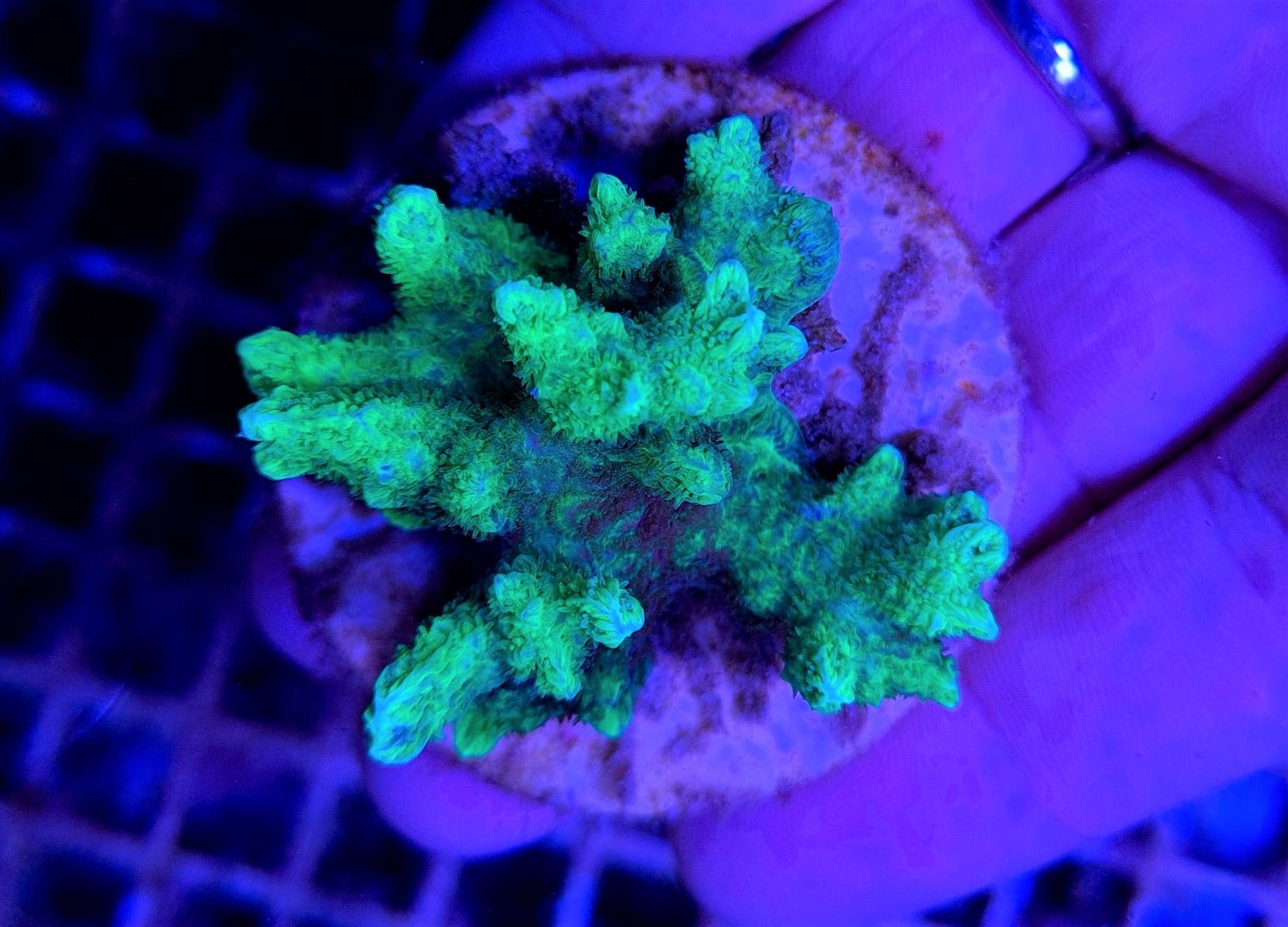 Hydnophora spp. (Green) (frag)