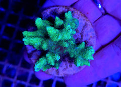 Hydnophora spp. (Green) (frag)