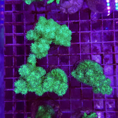 Hydnophora spp. (Green) (frag)