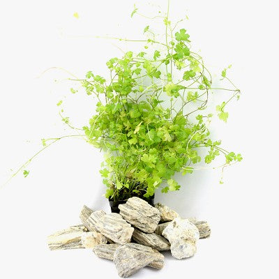 Hydrocotyle tripartita (Japan) pot #@