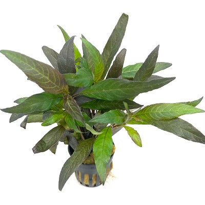 Hygrophila angustifolia rubra in pot @