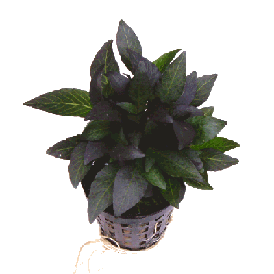 Hygrophila dwerg in pot