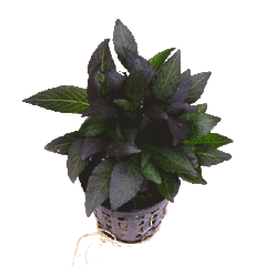 Hygrophila dwerg in pot