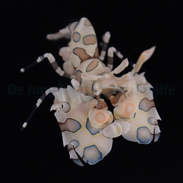 Hymenocera picta - T.B.