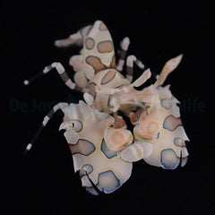 Hymenocera picta - T.B.