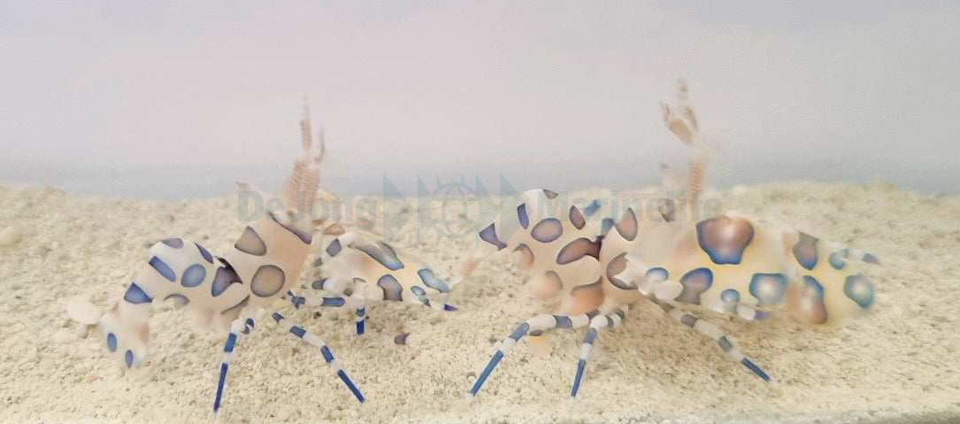 Hymenocera picta (Pair)