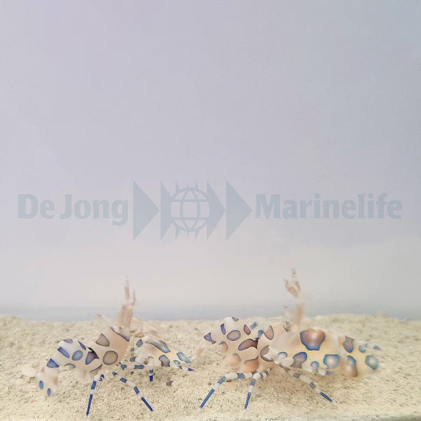 Hymenocera picta (Pair)