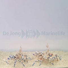 Hymenocera picta (Pair)