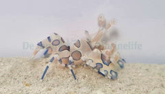 Hymenocera picta