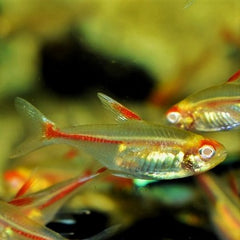 Hemigr.gracilis   Vuurneon albino M