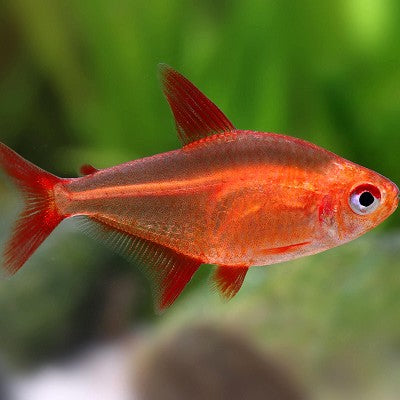 Hyphessobrycon Mzuel red cherry