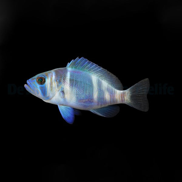 Hypoplectrus indigo