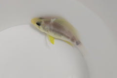 Hypoplectrus unicolor