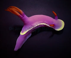 Hypselodoris apolegma