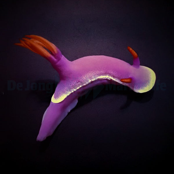 Hypselodoris apolegma