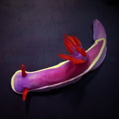 Hypselodoris bullockii