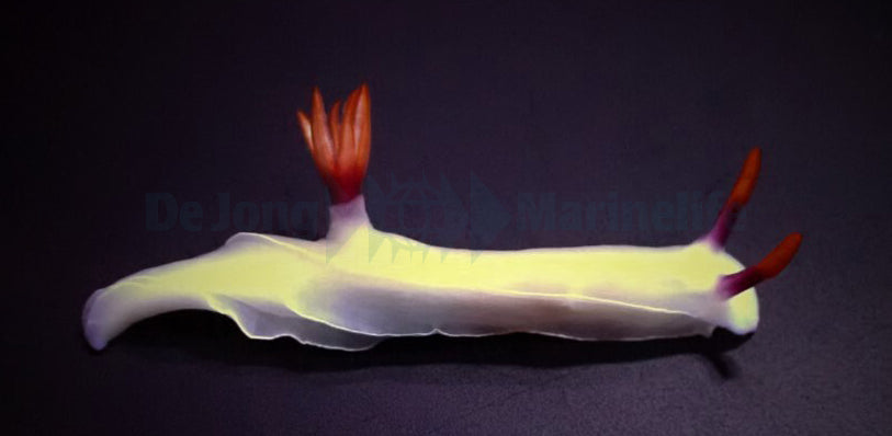 Hypselodoris bullockii