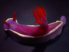 Hypselodoris bullockii