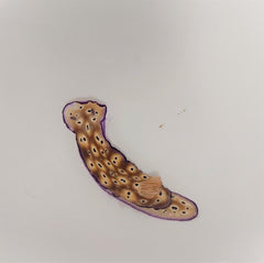 Hypselodoris tryoni