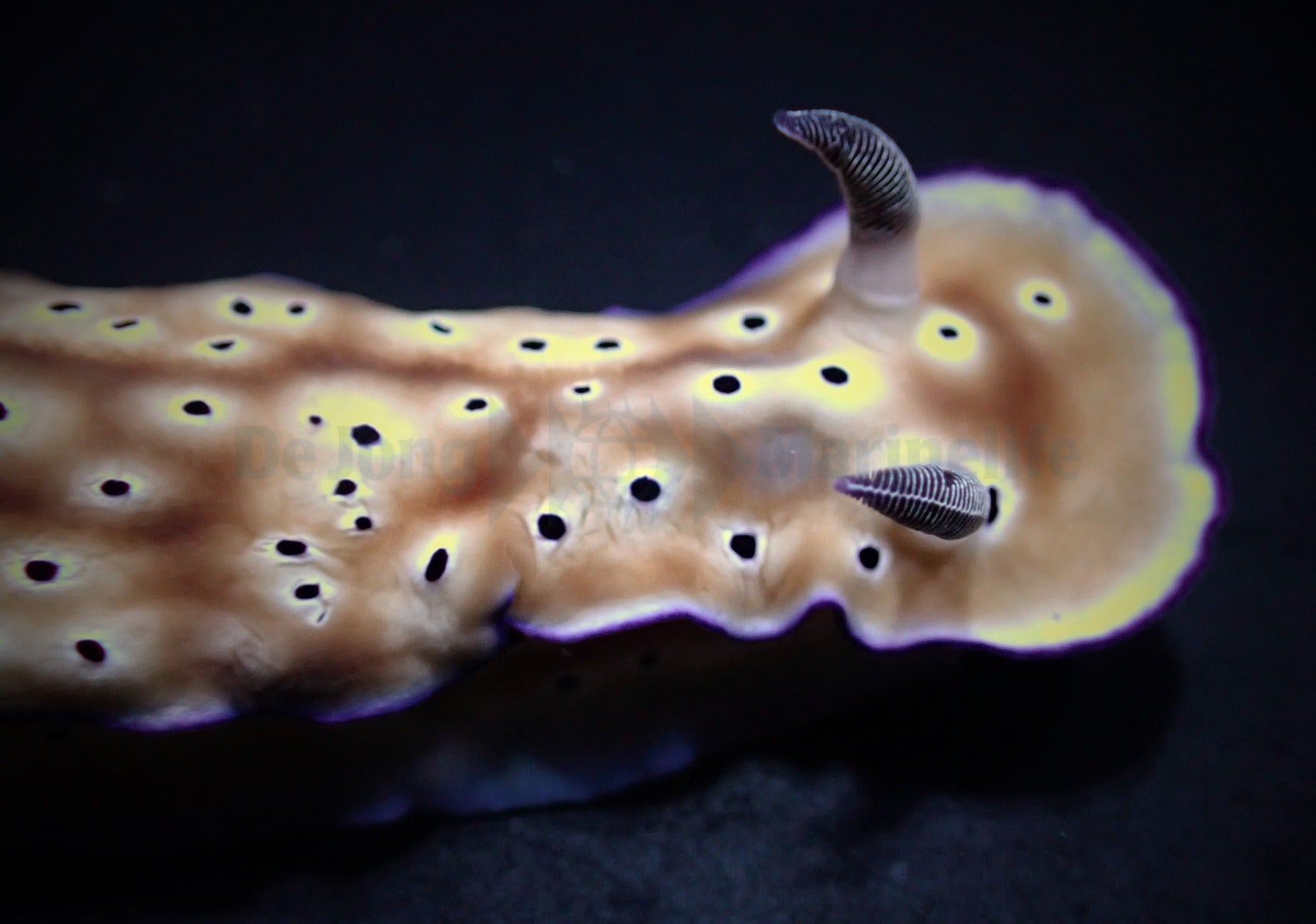 Hypselodoris tryoni