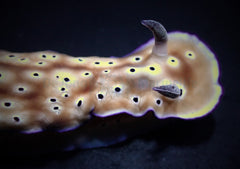 Hypselodoris tryoni