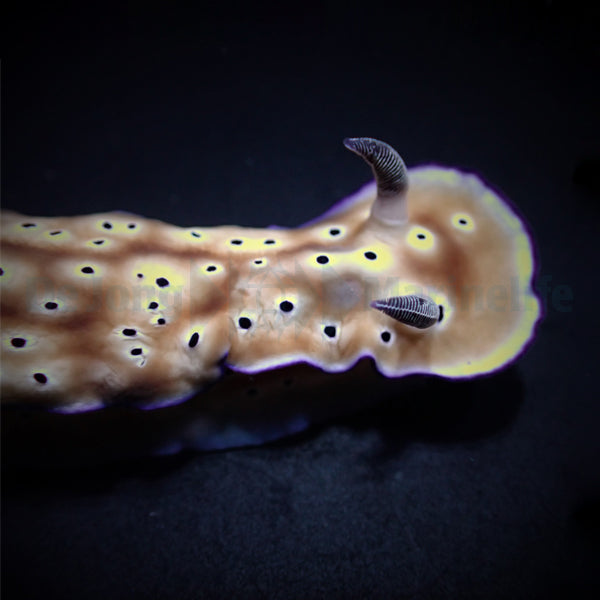Hypselodoris tryoni