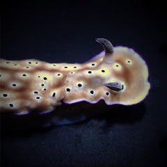 Hypselodoris tryoni