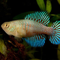 Hypsolebias fulminantis   Tandkarper L