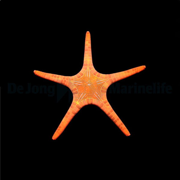 Iconaster longimanus