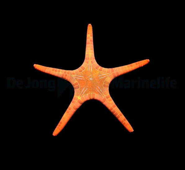 Iconaster longimanus