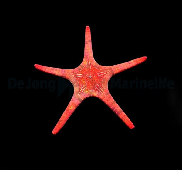 Iconaster longimanus