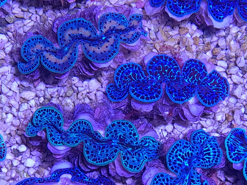 Tridacna maxima (Ultra Blue Pacific) 5cm