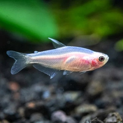 Inpaichthys keeri pink gold-keizertetra