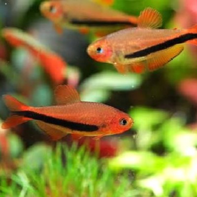 Inpaichthys luizae