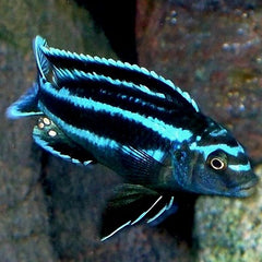 Melanochromis Johannii 4 cm @