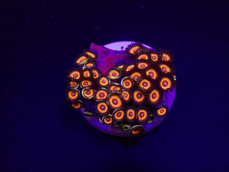Zoanthus spp. (Johnny Pumpkin) (frag)