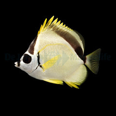 Johnrandallia nigrirostris