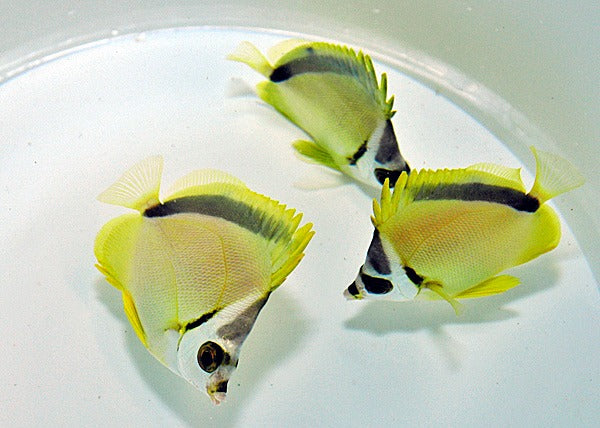 Johnrandallia nigrirostris