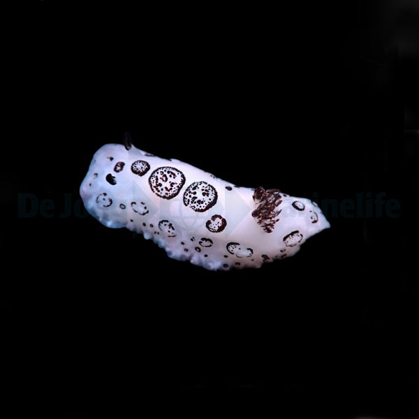 Jorunna funebris