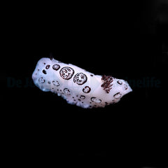 Jorunna funebris