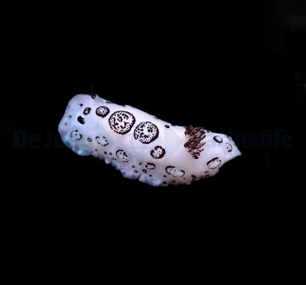 Jorunna funebris