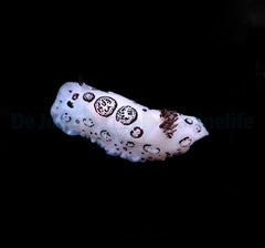Jorunna funebris