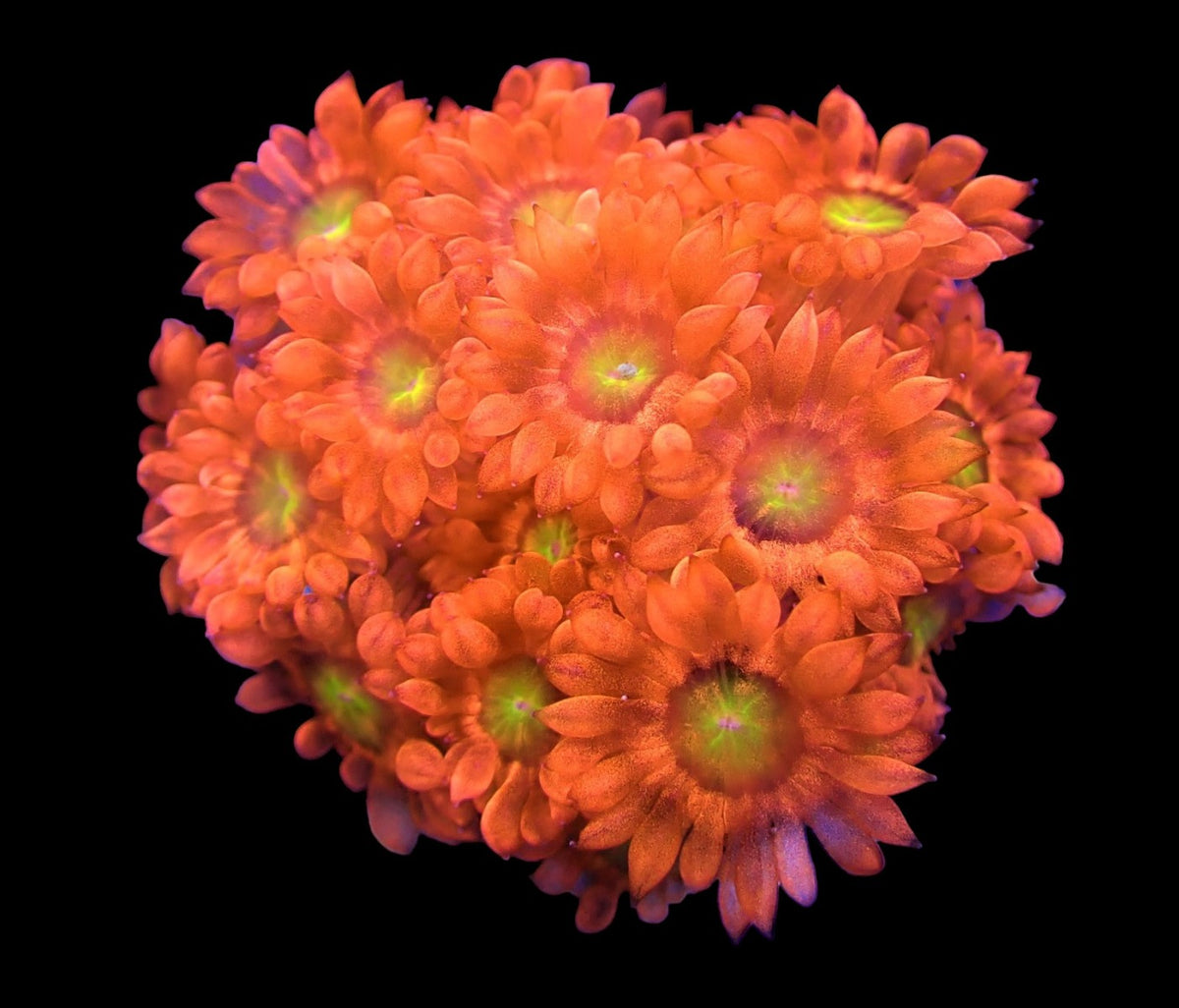 Goniopora spp. (Juicy Pumkin) (frag)