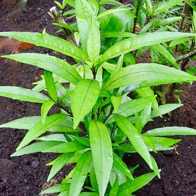 Justicia gendarusa in pot